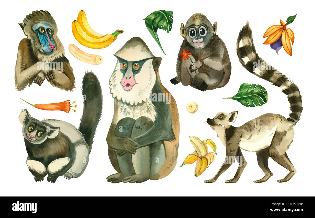 Große Aquarellillustrationen. Affen im Dschungel. Lemuren, Makaken, Gibbons, Kapuziner, Monas Affe und Früchte und tropische Blätter. Stockfoto