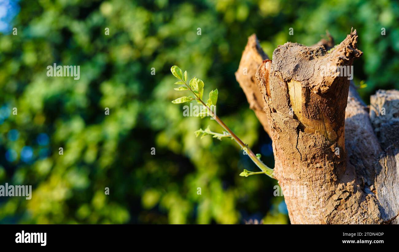 Junge Blätter, die aus alten Baumstümpfen hervortreten, sprießen im Baum. Kleine Pflanzen oder neue Triebe entstehen aus alten Baumstümpfen, die geschnitten wurden. Stockfoto