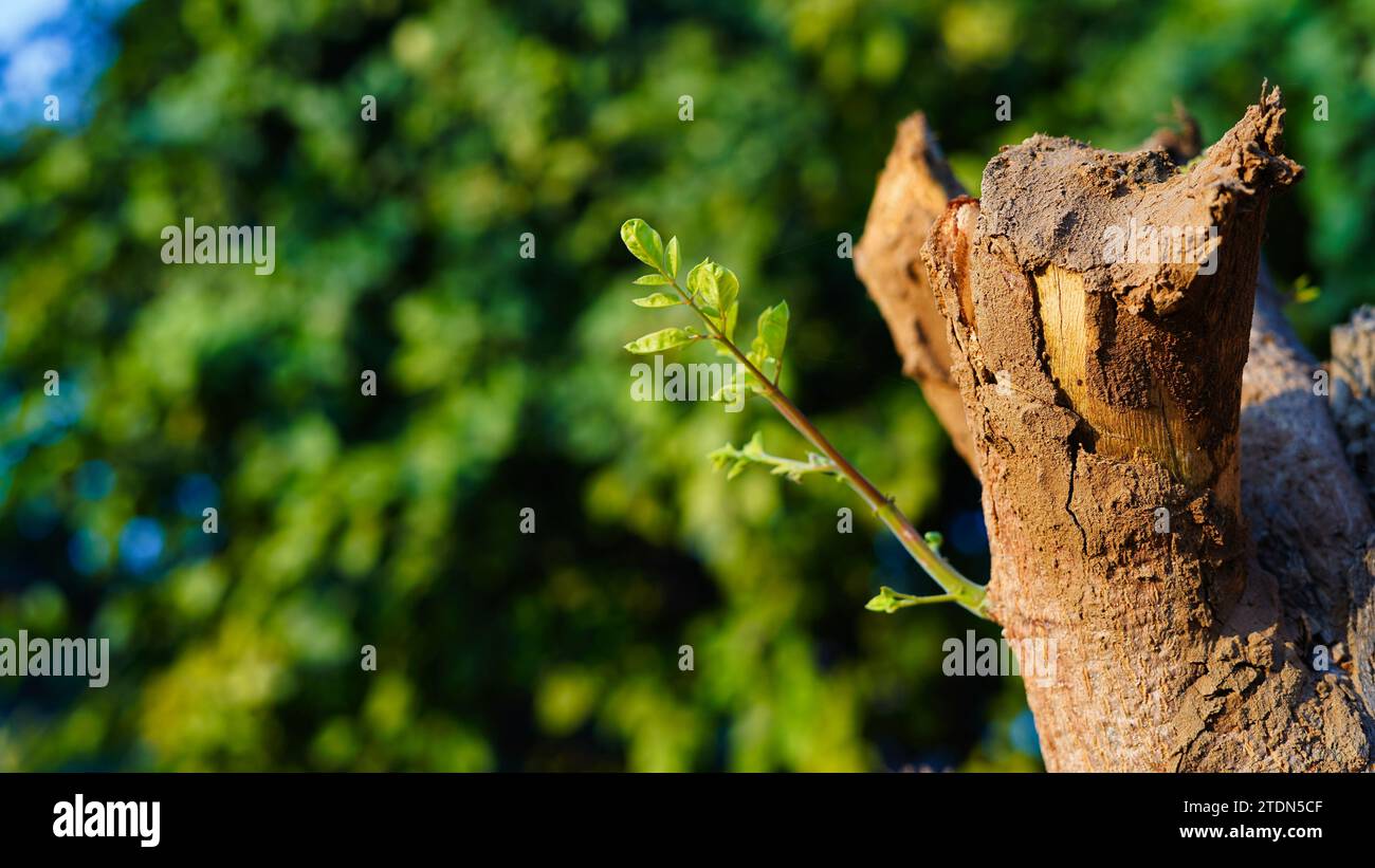 Nahaufnahme von verdrehten Holzreben, die neue Blätter des Moringa-Baumes sprießen. Neues Lebenskonzept mit sprießenden Sprossen Moringa-Baum. Startsymbol. Beschneidungspfad. Stockfoto