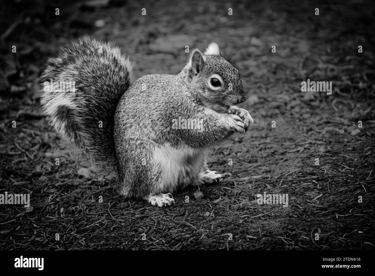 Eichhörnchen isst Nüsse in Schwarzweiß Stockfoto