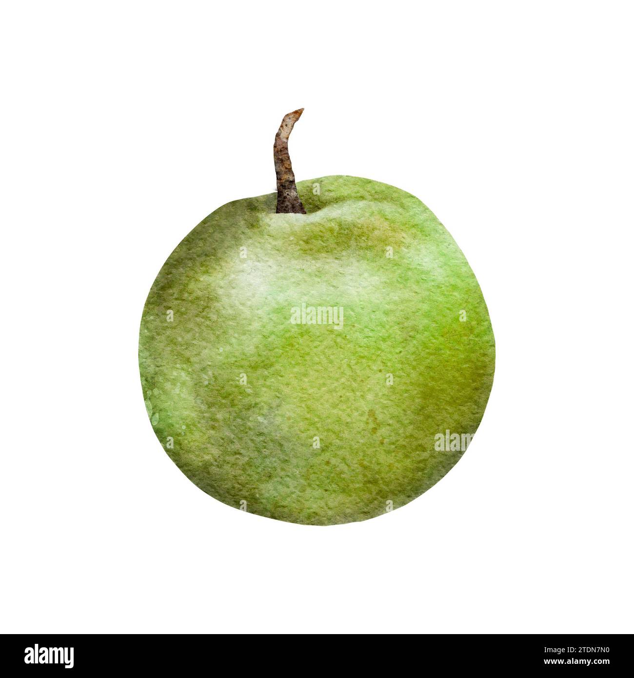 Aquarellgrün reifer Apfel. Handgezeichnete Frucht-Illustration für Saftpackung, Karte, Einladung, Tags Stockfoto