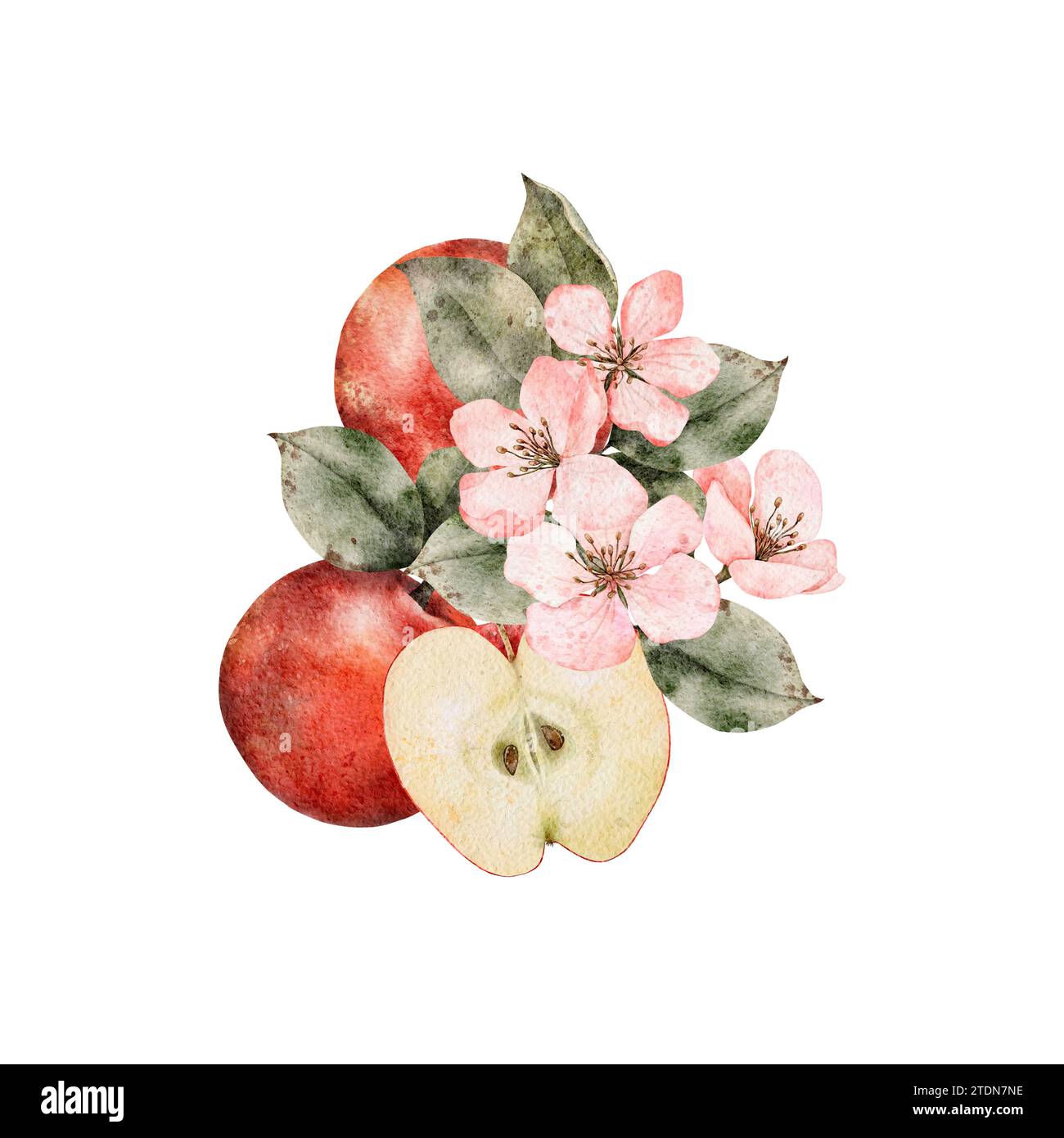 Aquarellblühende Äpfel, grüne und rote reife Äpfel. Handgezeichnete Apfelscheiben Illustration für Saftpackung, Karte, Einladung Stockfoto