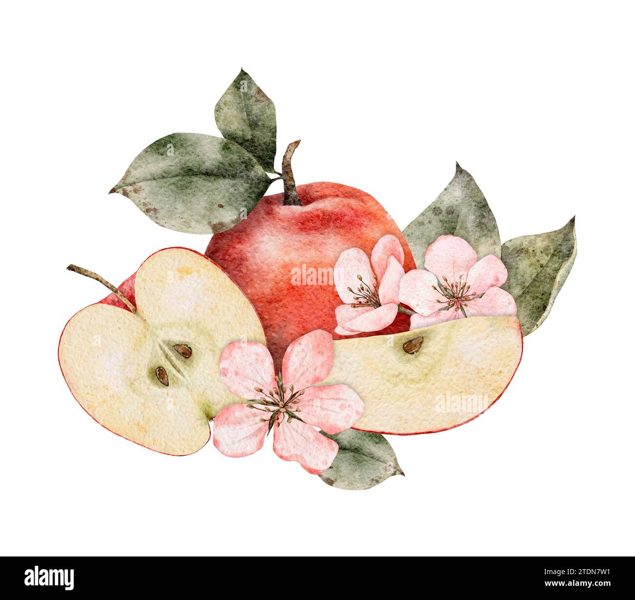 Aquarellblühende Äpfel, grüne und rote reife Äpfel. Handgezeichnete Apfelscheiben Illustration für Saftpackung, Karte, Einladung Stockfoto