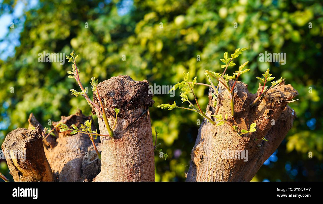 Nahaufnahme von verdrehten Holzreben, die neue Blätter des Moringa-Baumes sprießen. Neues Lebenskonzept mit sprießenden Sprossen Moringa-Baum. Startsymbol. Beschneidungspfad. Stockfoto