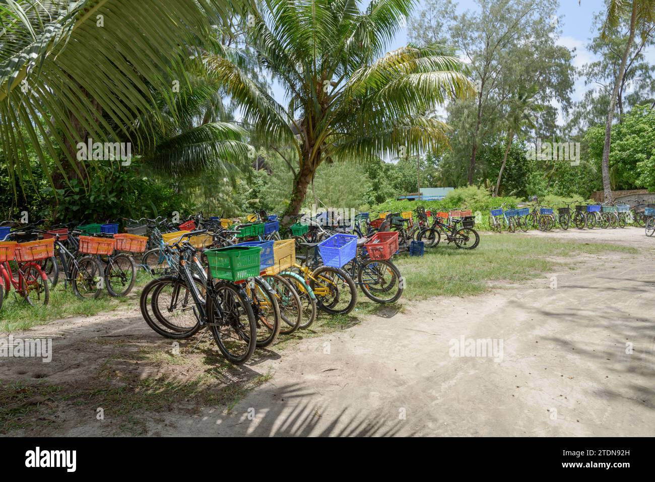 Leihfahrräder sind die wichtigste Transportart für Touristen auf La Digue Island, den Seychellen, dem Indischen Ozean und Afrika Stockfoto