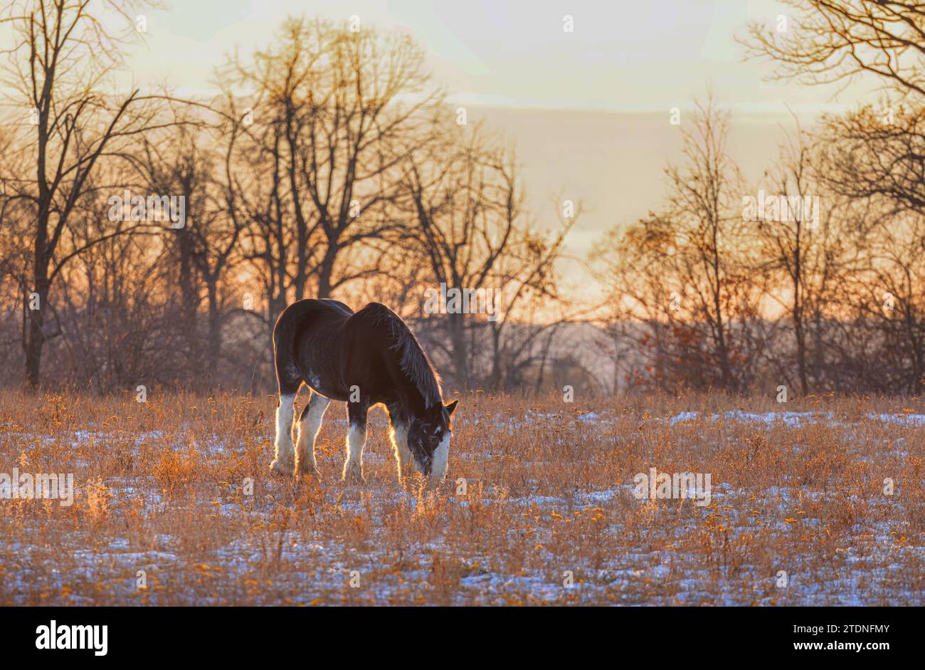 Clydesdale-Pferd weidet bei Sonnenuntergang auf einer Herbstwiesen Stockfoto