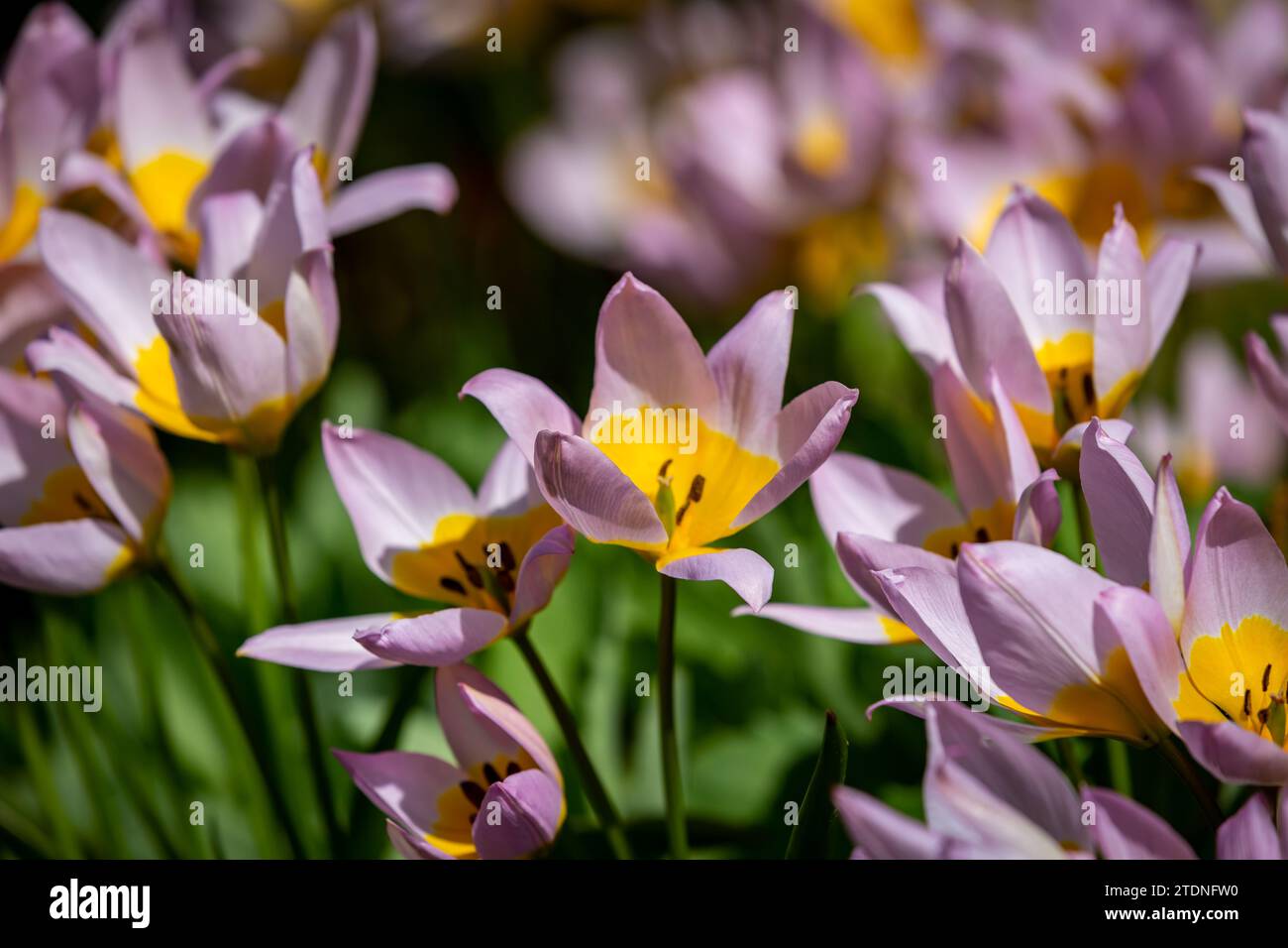 Eine Nahaufnahme von rosa und gelben Tulpen mit geringer Schärfentiefe Stockfoto