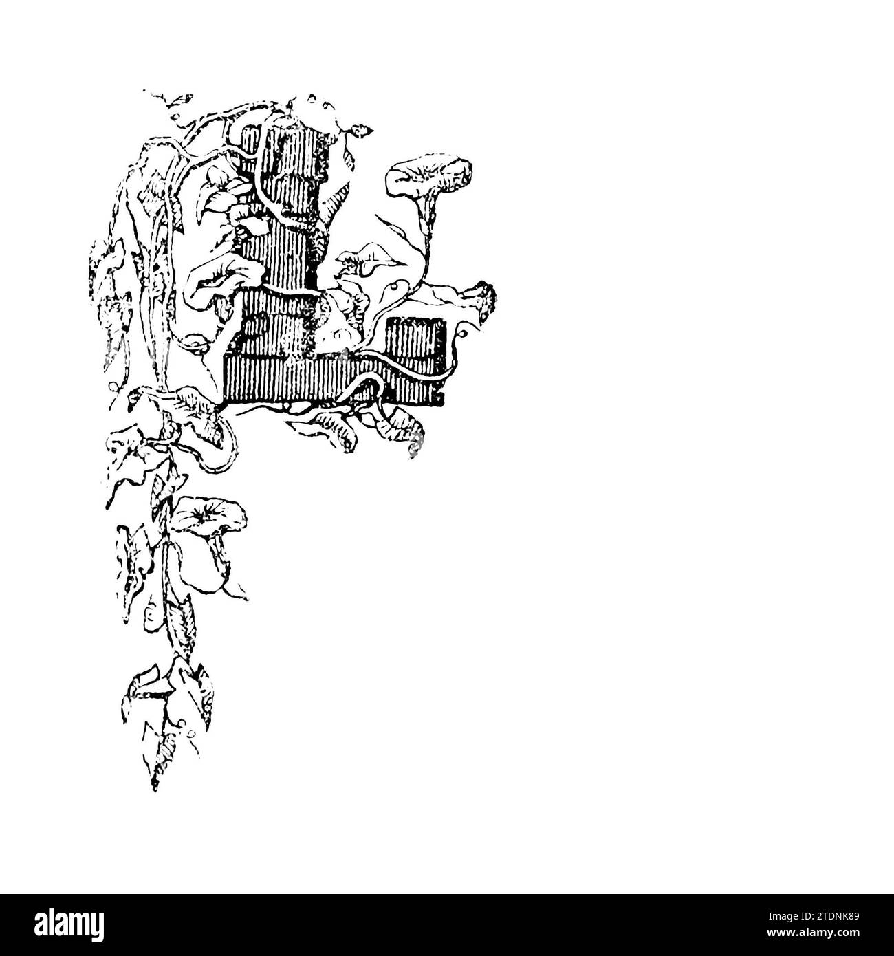Dekorativer Großbuchstabe mit Blumenmuster L Vintage Gravur oder Strichzeichnung. Aus dem Buch The Severn Valley: A Series of Sketches, Descriptive and Pictorial, of the Course of the Severn: With Notices of its topographical, Industrial and geological Features; with Views on its Historical and Legendary Associations by Randall, John, 1810-1910 Publikation date 1862 Publisher J. S. Virtue Stockfoto