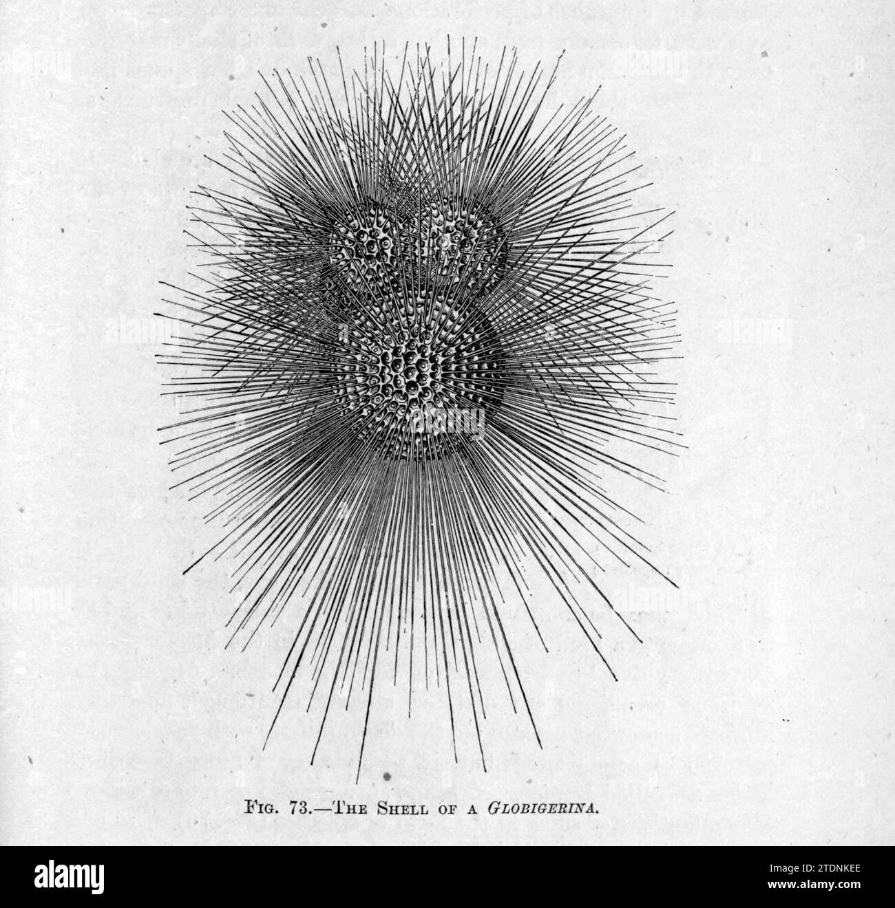 The Shell of a Globigerina aus dem Buch The Story of Our Planet von Thomas George Bonney, 1833-1923 veröffentlicht im Jahr 1902 von Cassell and Company Globigerina ist eine Gattung planktonischer Foraminifera in der Ordnung von Rotaliida. Seit dem Mitteljura bevölkert sie die Weltmeere. Stockfoto