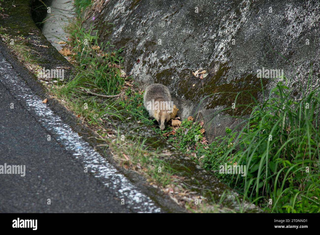 Der japanische Dachs (Meles anakuma) ist eine fleischfressende Art aus der Familie der Mustelidae. Stockfoto