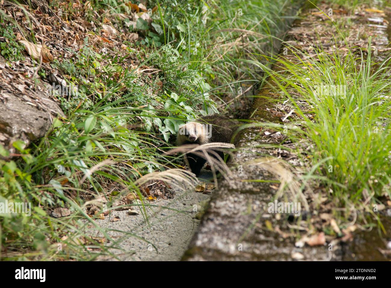 Der japanische Dachs (Meles anakuma) ist eine fleischfressende Art aus der Familie der Mustelidae. Stockfoto
