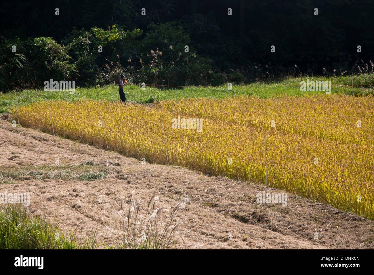 Reisfelder mitten in den Bergen der Präfektur Wakayama in Japan. Stockfoto