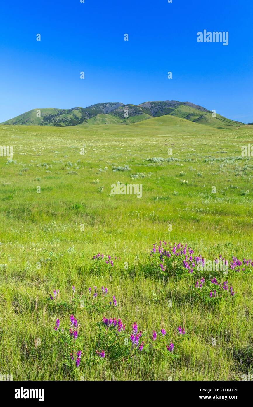 Wildblumen in der Prärie unter East Butte in den Süßgras Hügeln in der Nähe von Whitlash, montana Stockfoto