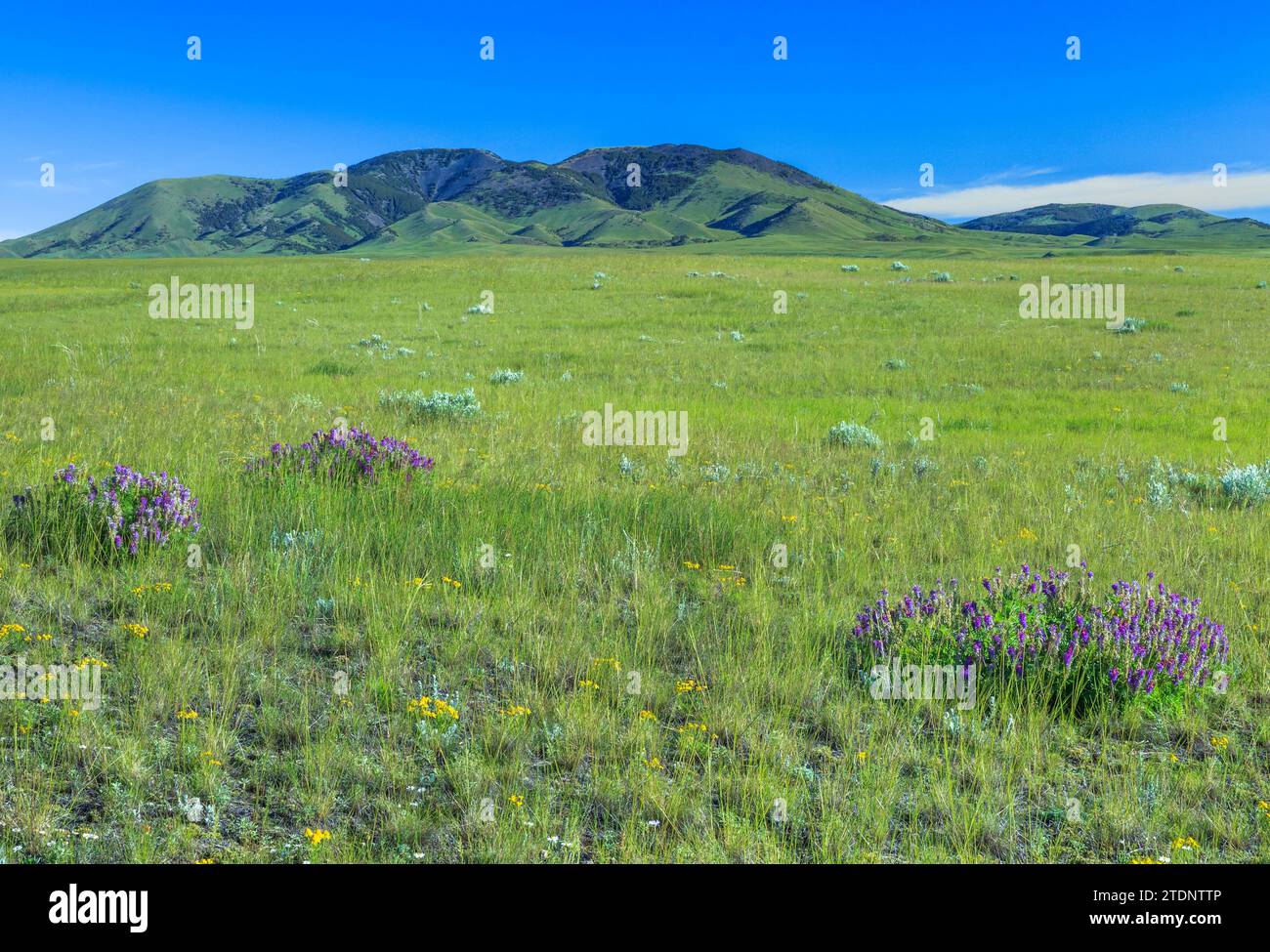 Wildblumen in der Prärie unter East Butte in den Süßgras Hügeln in der Nähe von Whitlash, montana Stockfoto