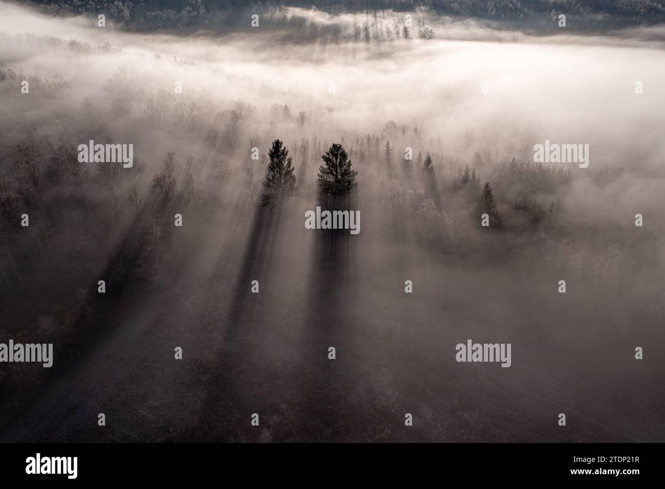 Schöner hoher Nebel und Winterbäume von oben Stockfoto