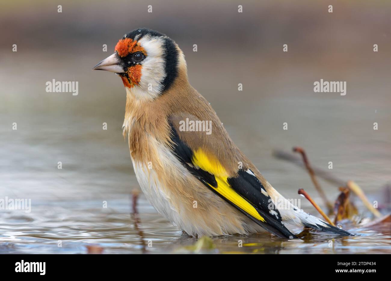 Europäischer Goldfink (Carduelis carduelis), der bei warmem Herbstwetter im Wasser eines kleinen Teiches baden kann Stockfoto