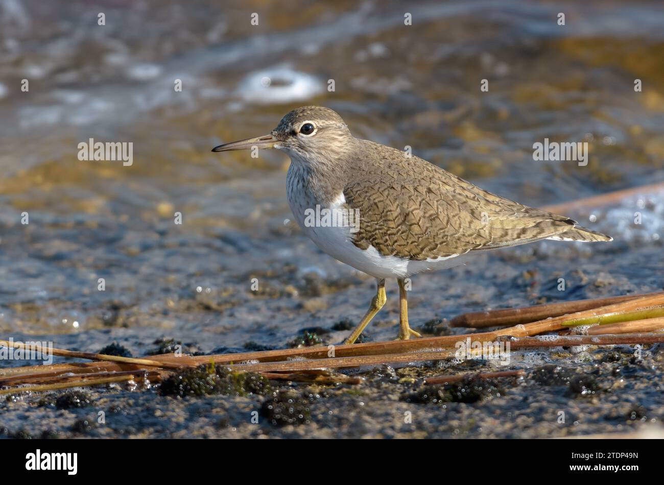 Der gewöhnliche Sandpiper (Actitis hypoleucos) wandert an windigen Tagen am Ufer entlang Stockfoto