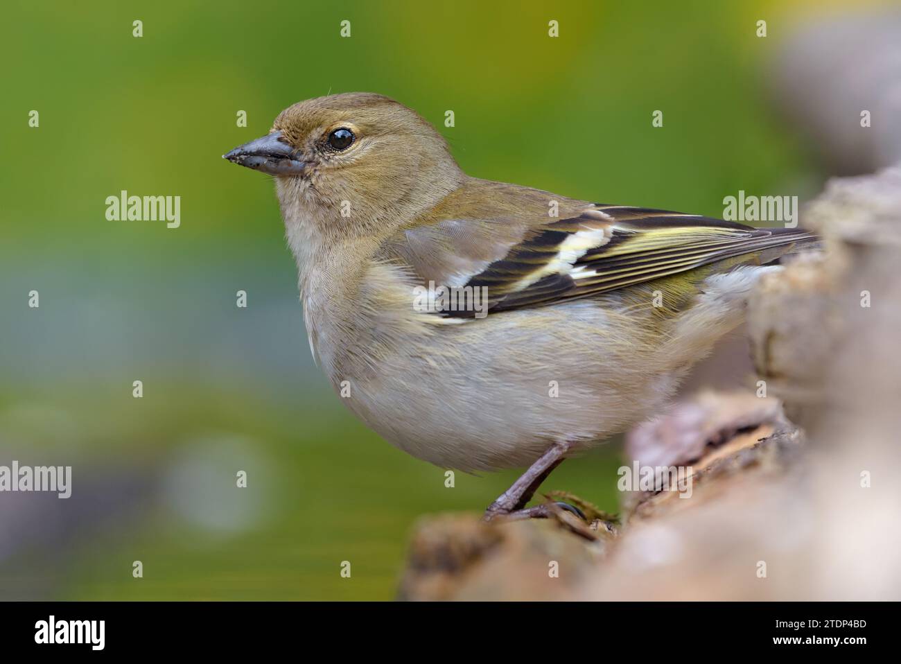 Weibliche Gemeine Chaffinch (Fringilla coelebs), die sich auf einem Zweig mit Hintergrundblumen in der Frühjahrszeit posieren Stockfoto