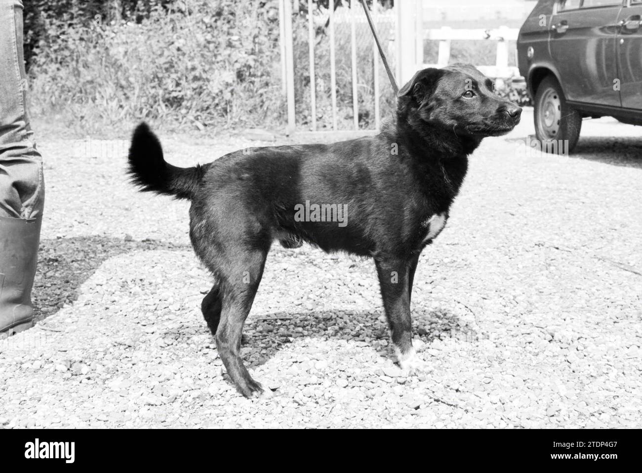 Hund + 2 Hunde, Haarlem, Hunde, Haarlem, Niederlande, 18-06-1980, Whizgle News aus der Vergangenheit, zugeschnitten auf die Zukunft. Erkunden Sie historische Geschichten, das Image der niederländischen Agentur aus einer modernen Perspektive, die die Lücke zwischen den Ereignissen von gestern und den Erkenntnissen von morgen überbrückt. Eine zeitlose Reise, die die Geschichten prägt, die unsere Zukunft prägen Stockfoto