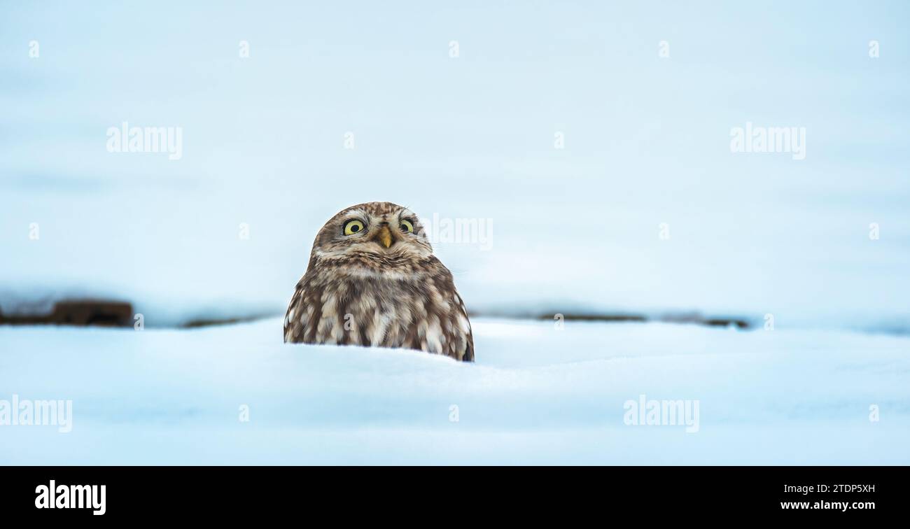 Athene noctua die kleine Eule sitzt im Winter in einem Loch im Dach im Schnee und beobachtet die Umgebung, das beste Foto. Stockfoto