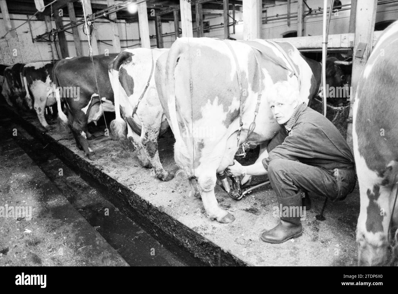 Farmer Rutte, S'poort, Attribut, Farmen, Santpoort, 19-12-1989, Whizgle News aus der Vergangenheit, zugeschnitten auf die Zukunft. Erkunden Sie historische Geschichten, das Image der niederländischen Agentur aus einer modernen Perspektive, die die Lücke zwischen den Ereignissen von gestern und den Erkenntnissen von morgen überbrückt. Eine zeitlose Reise, die die Geschichten prägt, die unsere Zukunft prägen Stockfoto