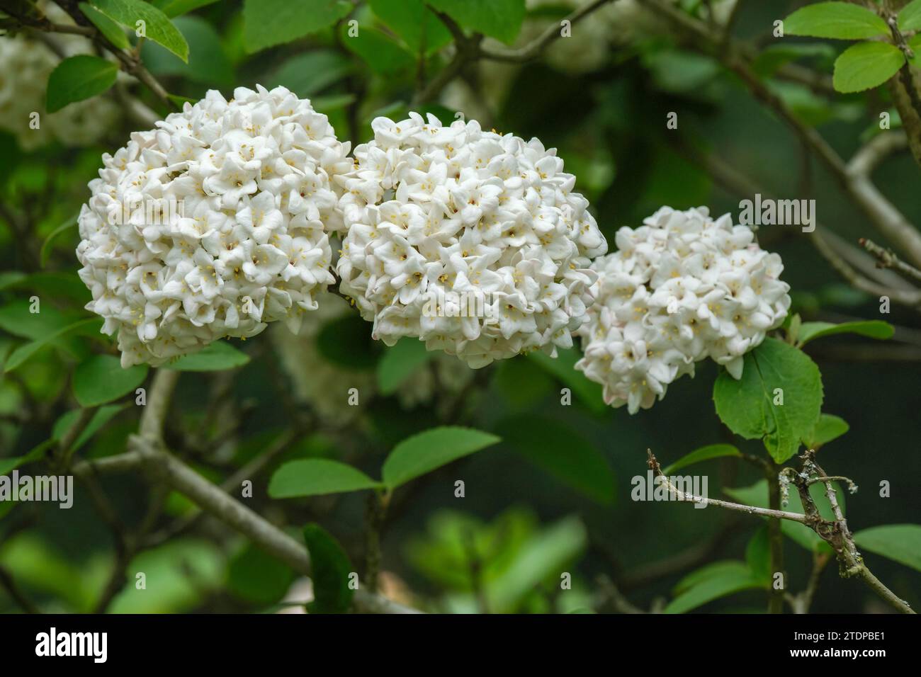 Viburnum x carlcephalum, duftender Schneeball, röhrenförmige trompetenförmige Blüten in gewölbten, terminalen Korymbden Stockfoto