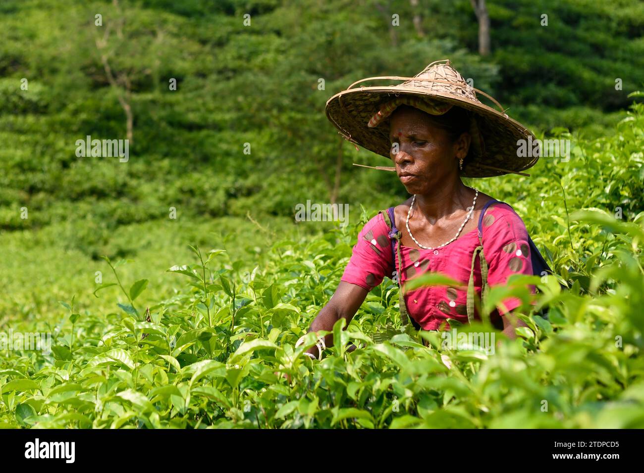 Eine Arbeiterin sah Teeblätter pflücken im Teegarten in Moulvibazar. Teepupfen ist eine spezielle Fähigkeit. Zwei Blätter und eine Knospe müssen gerupft werden, um den besten Geschmack und die beste Rentabilität zu erzielen. Die Berechnung des Tageslohns beträgt 170 Tk (1,60$) für das Pflücken von mindestens 22-23 kg Blättern pro Tag für einen Arbeiter. Die Gegend von Sylhet hat über 150 Gärten, darunter drei der größten Teegärten der Welt, beide in der Gegend. Fast 300.000 Arbeitnehmer sind in den Teegärten beschäftigt, von denen über 75 % Frauen sind. Die Arbeitsbedingungen und die Löhne werden als sehr schlecht angesehen. (Foto: Piyas Biswas/SOPA im Stockfoto