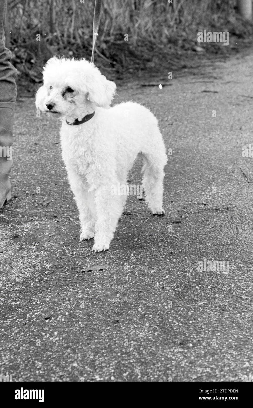 2 Hunde, Haarlem, Hunde, Haarlem, Niederlande, 04-02-1981, Whizgle News aus der Vergangenheit, zugeschnitten auf die Zukunft. Erkunden Sie historische Geschichten, das Image der niederländischen Agentur aus einer modernen Perspektive, die die Lücke zwischen den Ereignissen von gestern und den Erkenntnissen von morgen überbrückt. Eine zeitlose Reise, die die Geschichten prägt, die unsere Zukunft prägen Stockfoto