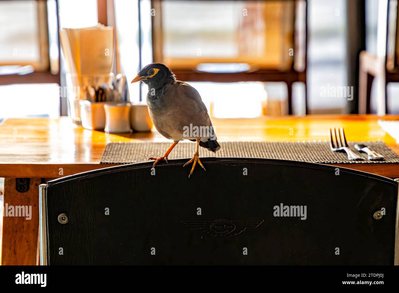 Vogel auf Stuhl im Restaurant, Chaweng, Ko Samui, Thailand Stockfoto