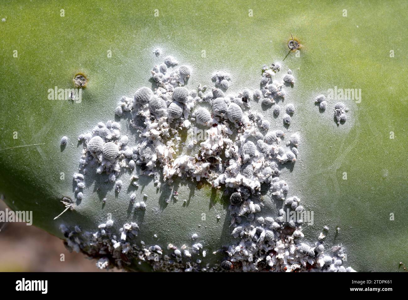 Cochineal (Dactylopius coccus) ist ein hemiptera-Insekt, aus dem Karmin gewonnen wird. Dieses Foto wurde in Guatiza, Lanzarote Island, Kanarienvogel I aufgenommen Stockfoto