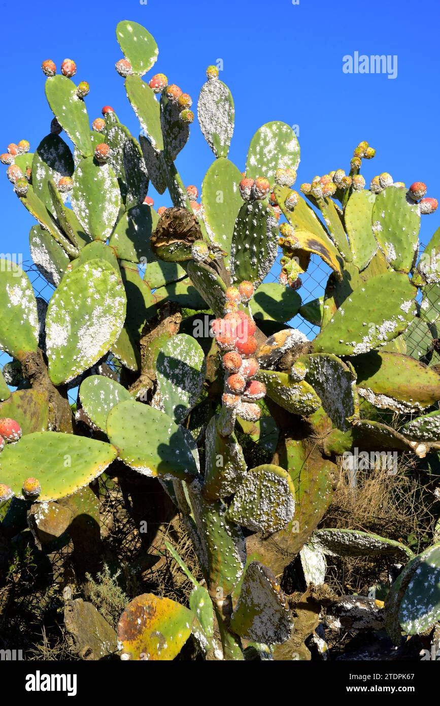 Cochineal (Dactylopius coccus) ist ein hemiptera-Insekt, aus dem Karmin gewonnen wird. Dieses Foto wurde in La Albera, Provinz Girona, Katalonien aufgenommen Stockfoto