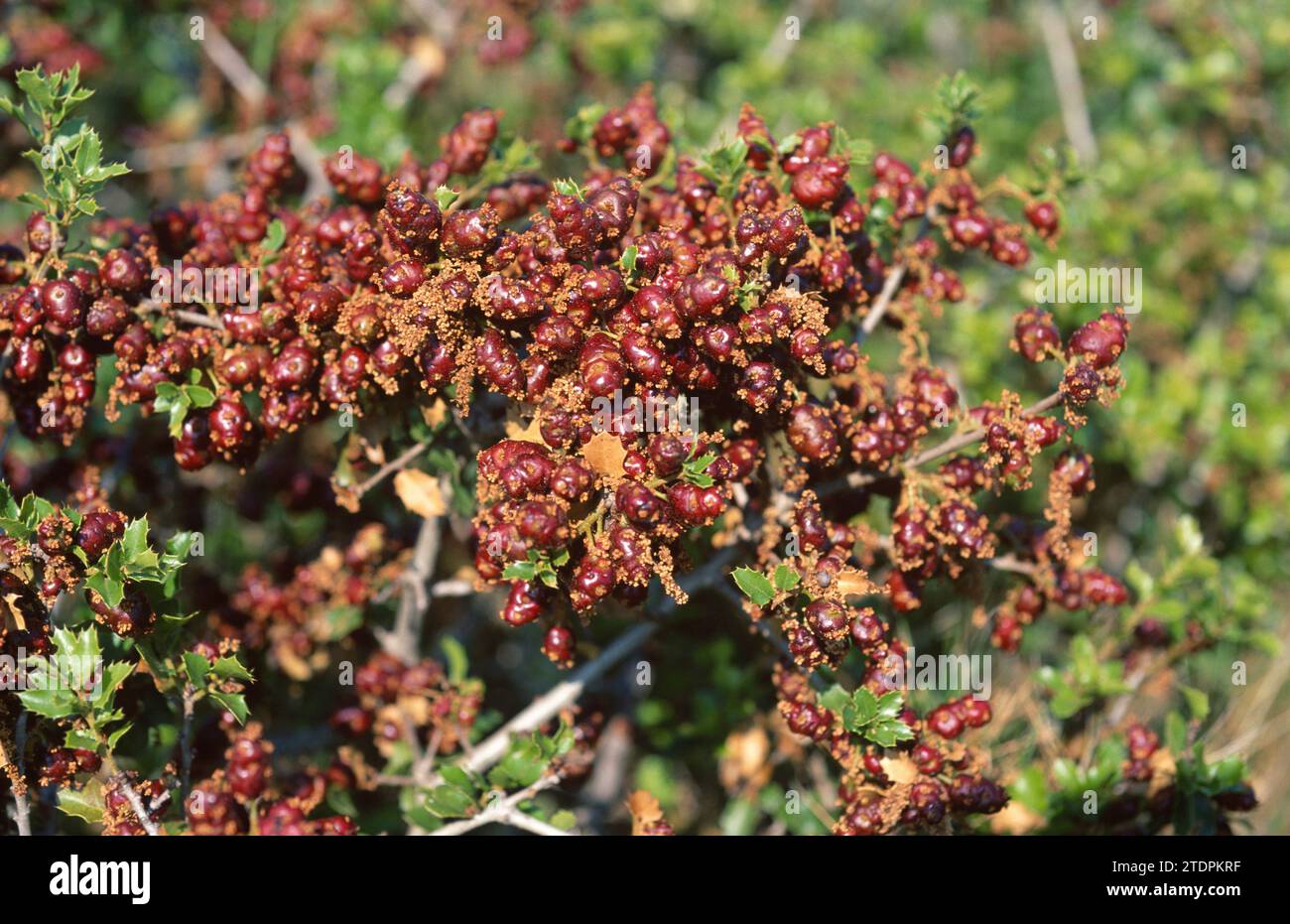 Rotgallen von Insekten-Cynipidae Plagiotrochus quercusilicis auf Kermes (Quercus coccifera). Dieses Foto wurde im Naturpark Garraf, Barcelona Provin, aufgenommen Stockfoto