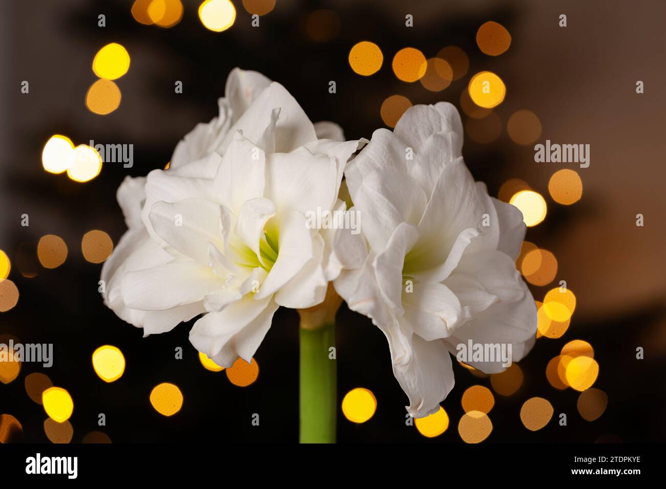 Festliche gemütliche Innenausstattung, winterweihnachtskonzept, weiße amaryllis-Blume, Lichter Stockfoto