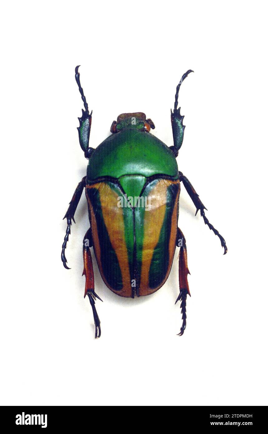 Extravaganter Blütenkäfer (Eudicella gralli) ist ein farbenfroher Käfer, der in Zentralafrika beheimatet ist. Weiblich. Stockfoto