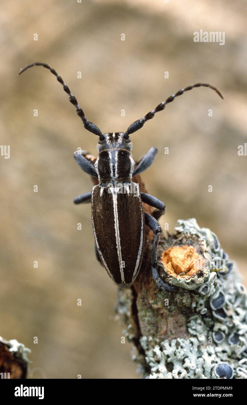 Der Longhorn-Käfer (Iberodorcadion molitor) ist ein Käfer, der auf der Iberischen Halbinsel und im Südwesten Frankreichs beheimatet ist. Stockfoto