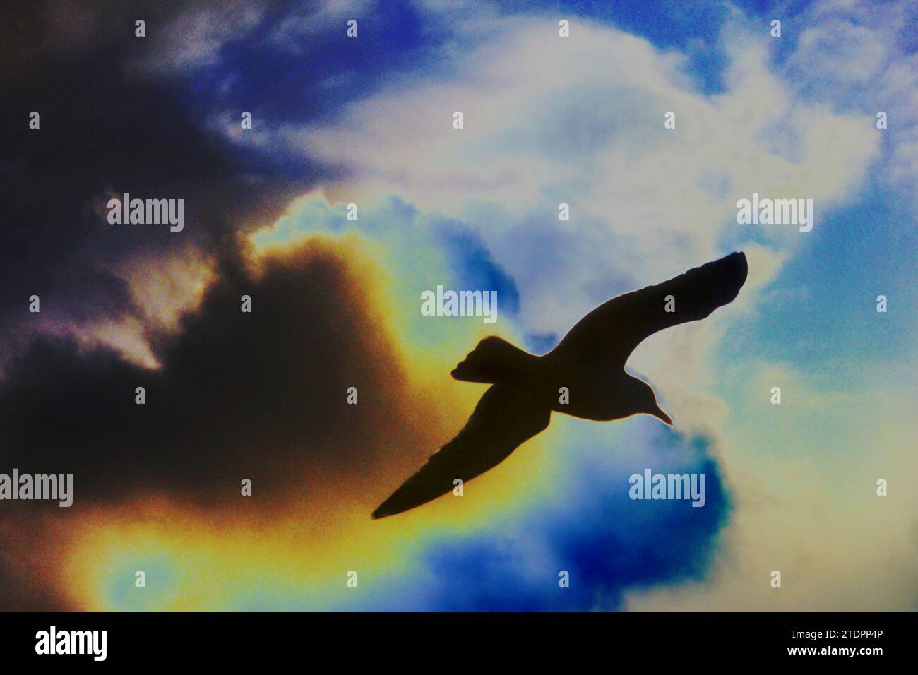 Vogel-Möwen-Silhouetten vor dramatischem Himmel, Sonne hinter Wolken, Konzeptfreiheit, auf dem Heimweg Wintersturm, Sonnenaufgang, Dämmerung, Romantik, Licht hinter Wolken Stockfoto