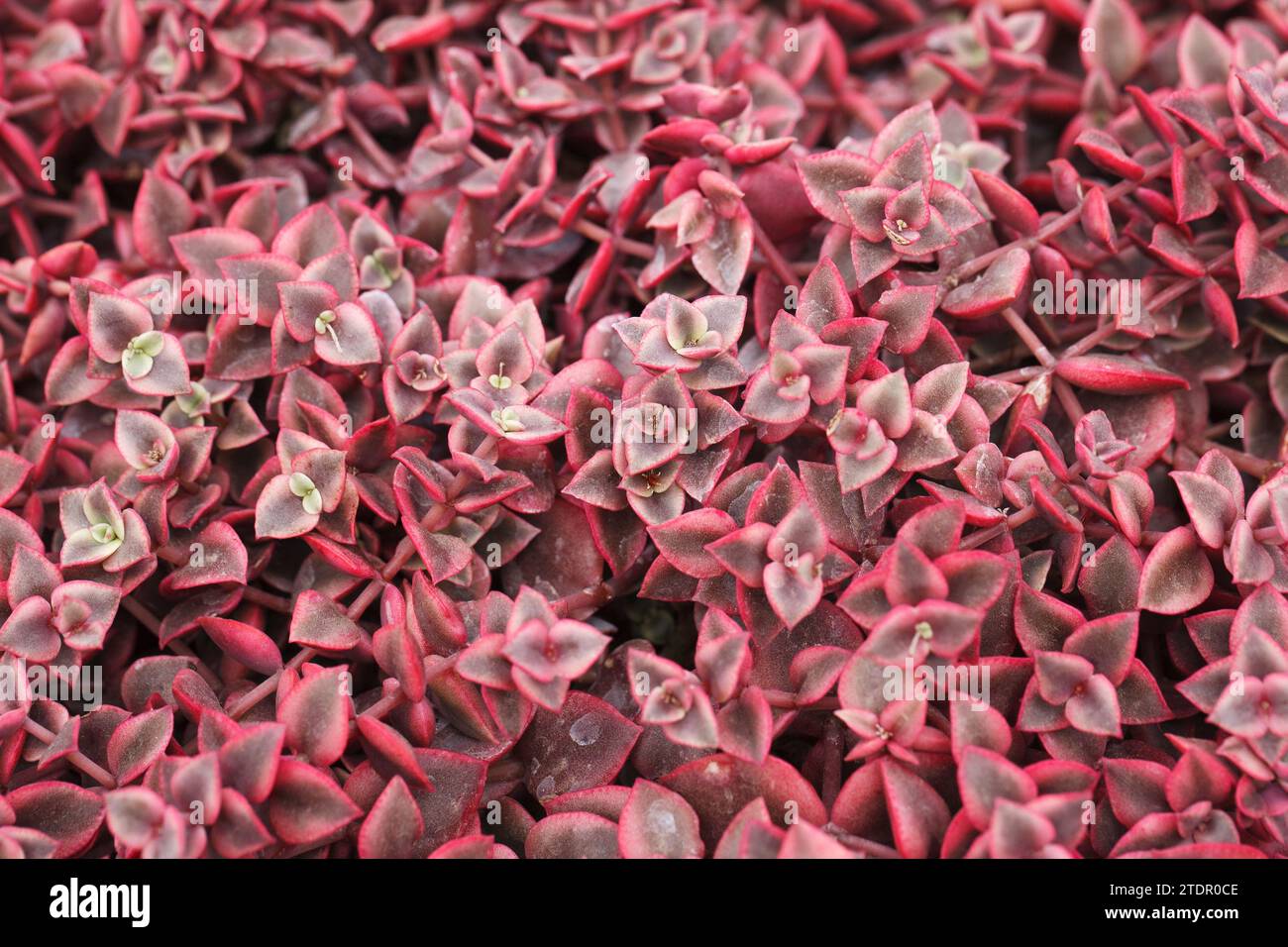 Crassula marginata variegata im September Stockfoto