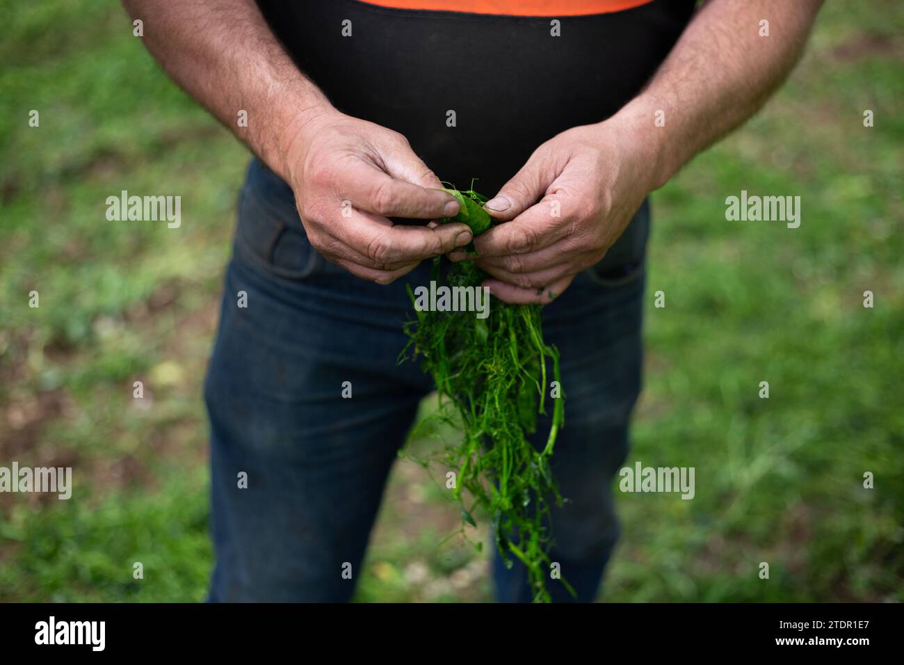 Gary Creaser (Betriebsleiter) hält einige geriebene Erbsenschoten bei der Green Pea Company, die Erbsen auf Feldern in der Nähe von Market Weighton im East RID ernten Stockfoto