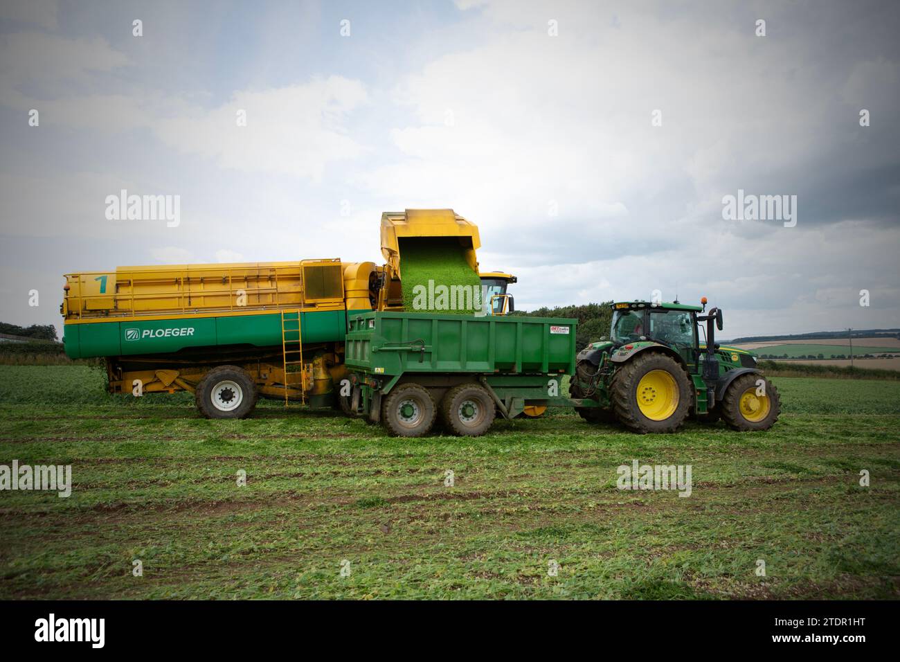 Green Peas werden bei der Green Pea Company geerntet, die auf Feldern in der Nähe von Market Weighton in der East Riding of Yorkshire in East York Erbsen erntet Stockfoto