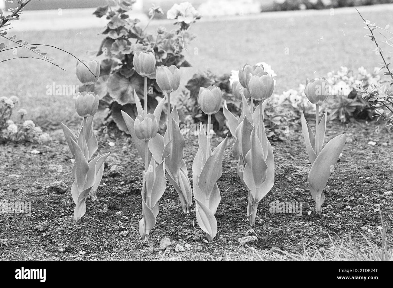 Tulpen, Whizgle News aus der Vergangenheit, zugeschnitten auf die Zukunft. Erkunden Sie historische Geschichten, das Image der niederländischen Agentur aus einer modernen Perspektive, die die Lücke zwischen den Ereignissen von gestern und den Erkenntnissen von morgen überbrückt. Eine zeitlose Reise, die die Geschichten prägt, die unsere Zukunft prägen Stockfoto