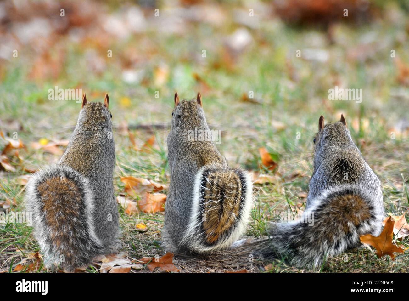 Drei Eichhörnchen in Alarmstellung, die nach vorne schauen Stockfoto