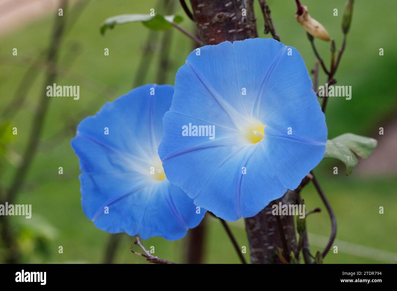 Ipoemea Tricolor „Heavenly Blue“. Morgenblume. Stockfoto