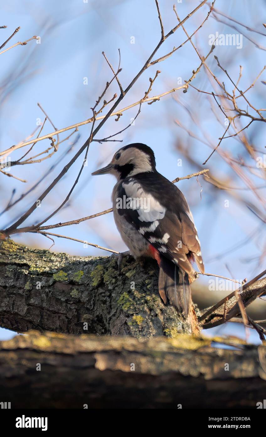Syrischer Spechte, Blutspecht, PIC syriaque, Dendrocopos syriacus, balkáni fakopáncs, Budapest, Ungarn, Magyarország, Europa Stockfoto