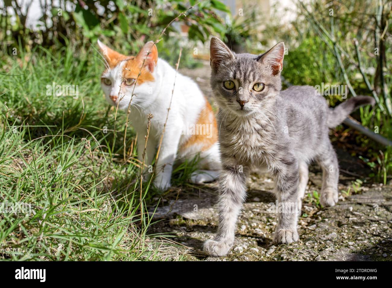 Zwei Katzen, mediterrane, höfliche Katzen, süße Tiere und Haustiere, unglaublich lustiger Gesichtsausdruck. Stockfoto