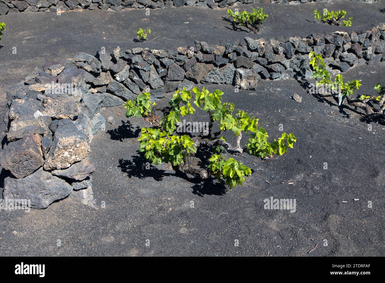 Weinreben auf schwarzem vulkanischem Boden in den Weinbergen von La Geria Azinast wolkenlos blauem Himmel. Lanzarote, Kanarische Inseln, Spanien. Nahaufnahme. Stockfoto