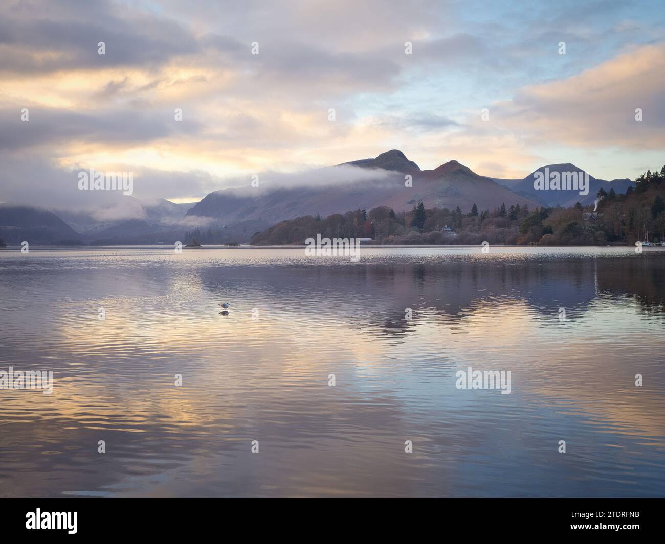 Eine einsame Möwe genießt die Pracht eines frühen morgens im Derwentwater im Lake District Stockfoto