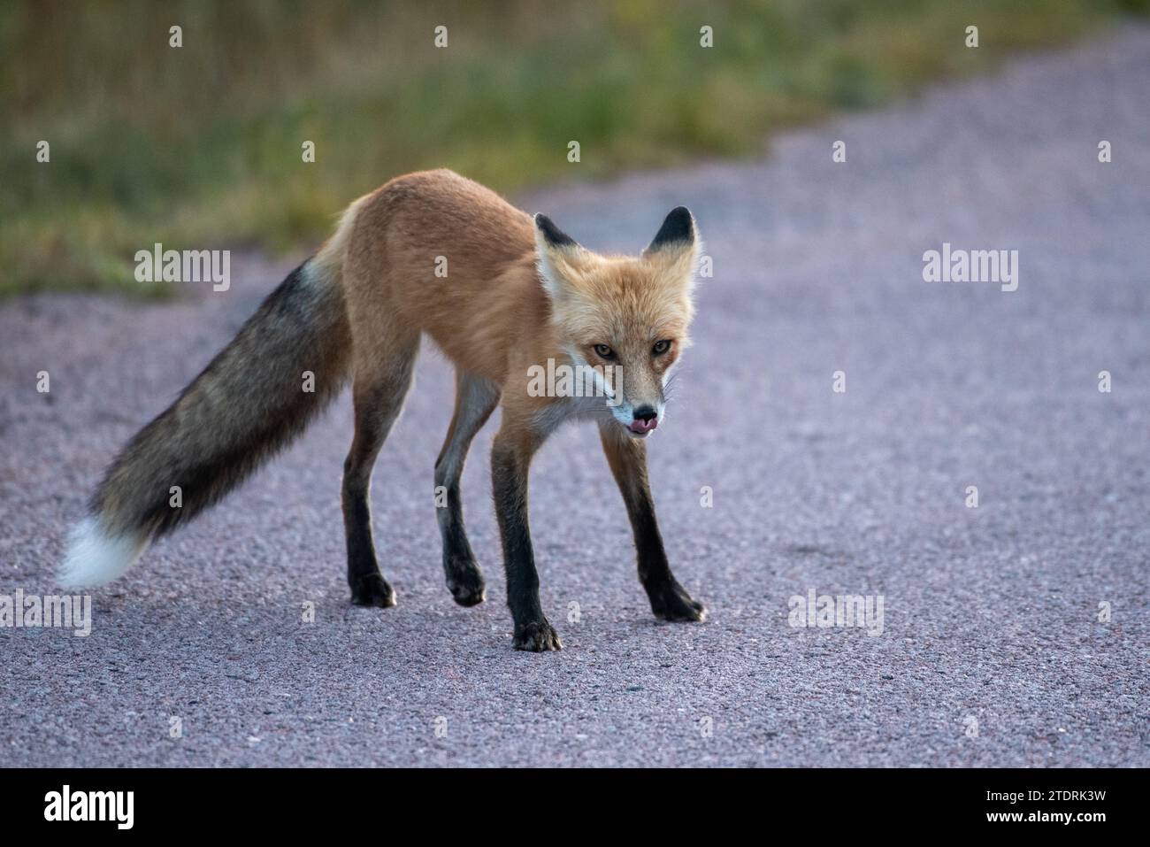 Rotfuchs, Lippen lecken, auf der Sibley-Halbinsel im Norden von Ontario, Kanada im September Stockfoto