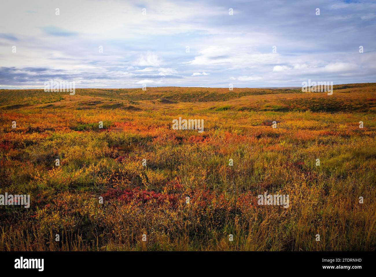 Herbstfarben der arktischen Tundra südlich von Tuktoyaktuk, Nordwest-Territorium, Kanada Stockfoto