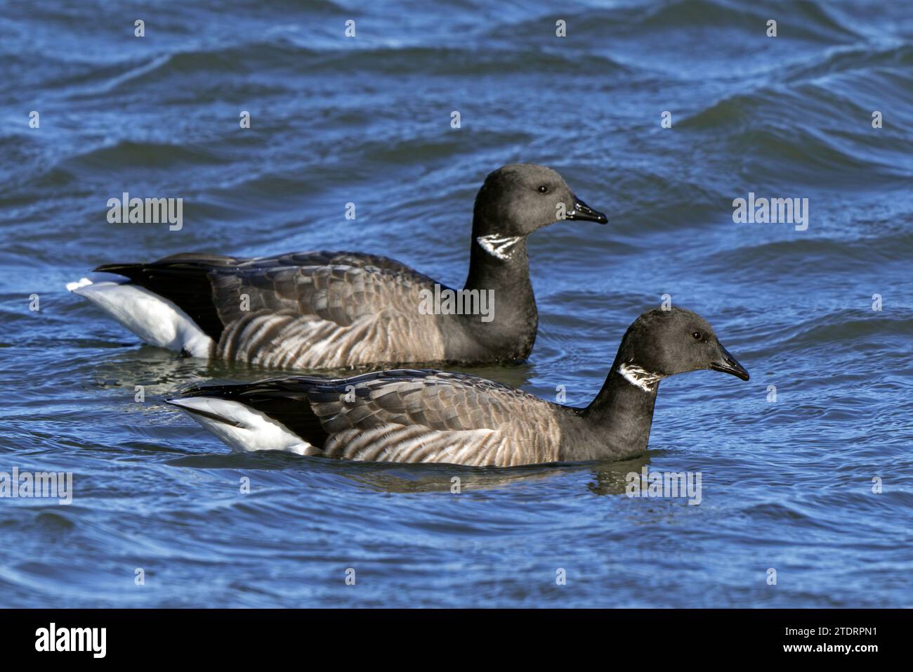 Zwei brantgänse / brentgänse (Branta bernicla) schwimmen im Winter entlang der Nordseeküste Stockfoto