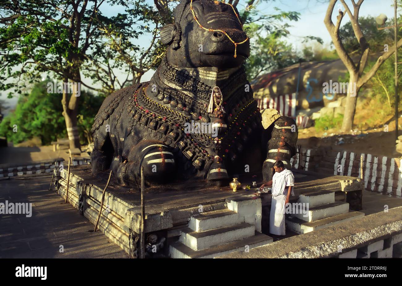 Der Schwarze Stier von Mysore, Indien, eine kolossale Statue des Stiers Nandi, ein hinduistischer Gott, berühmtes Denkmal auf dem Chamundi Hügel, das aus einem einzigen Stück Stein geschnitzt wurde Stockfoto
